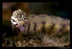 "Smokin" Close up of a Reef Top Pipefish D200 60mm +2 dio... by Debi Henshaw 